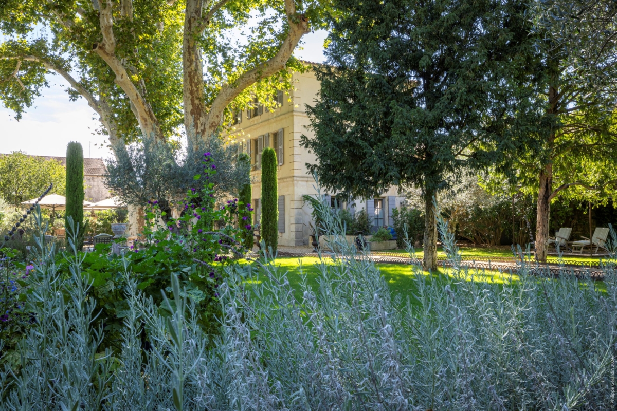 Lavandes du jardin de l'hôtel