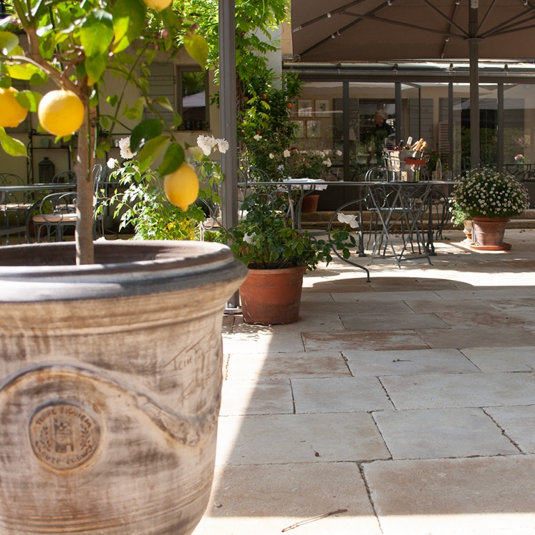 Citronnier sur la terrasse de l'hôtel