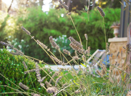 Lavandes du jardin de l'hôtel